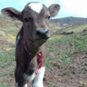 Meet your Posher, Benjamin